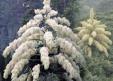 Image result for Talipot Palm Flower