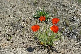 Image result for Red and Black Poppy Flowers