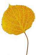 Image result for Aspen Leaf Clip Art