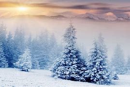 Image result for Tree Winter Snow Desktop