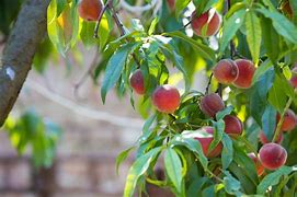 Image result for Pureed Peach Turnovers