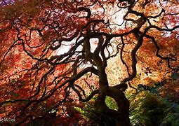 Image result for Tree of Life Poster