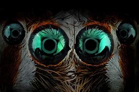 Image result for jumping spider eyes