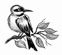 Image result for Colored Vector Drawing of a Bird On a Branch