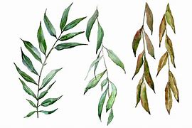 Image result for Willow Tree Branch Illustration