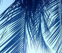 Image result for Palm Leaf Scroll