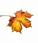 Image result for Falling Leaf Photography