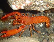 Image result for Wild Lobster