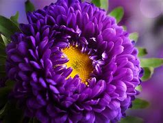 Image result for January and August Flower