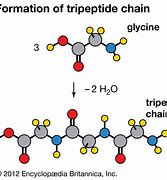 Image result for Condensation Reaction