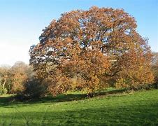 Image result for Oak Tree Wall Decals