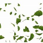 Image result for Green Leaves Drawing