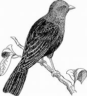 Image result for Bird On Branch Graphic