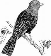 Image result for Bird in a Branch Vector Black