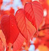 Image result for Tree Branch with Leaves