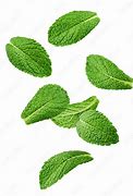 Image result for Mint Leaves Falling