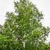 Image result for White Birch Twig Christmas Tree