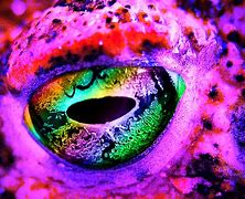 Image result for Trippy Frog Art