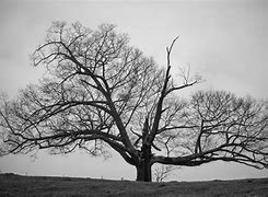 Image result for black and white tree photography