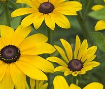 Image result for Varieties of Black Eyed Susan Flowers