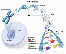 Image result for What Makes Up Human DNA