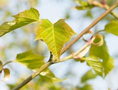 Image result for Acer Capillipes