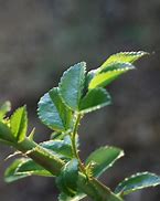 Image result for Tree Branch with Leaves