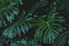 Image result for Jungle Leaves with Gold