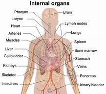 Image result for Body Anatomy 3D Model