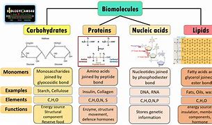 Image result for Biomolecules Chart