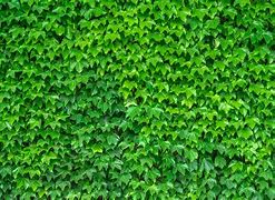 Image result for Ivy Vines On Legs