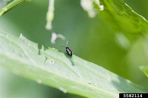 Image result for Striped Flea Beetle