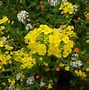 Image result for Invasive Wild Radish