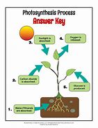 Image result for Stages of Photosynthesis Diagram