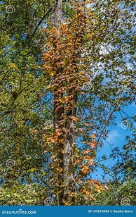 Image result for Poison Ivy Vine Growing Up a Tree