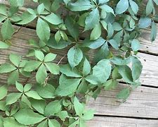 Image result for Poison Oak 5 Leaf Vine