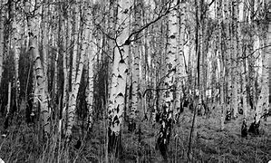 Image result for Birch Tree in Canada