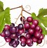 Image result for Grapes Clip Art Free Download