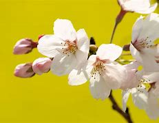 Image result for Cherry Blossom Tree When Not in Bloom