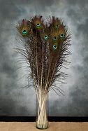 Image result for Original Peacock Feather