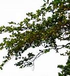 Image result for Branch with Leaves Silhouette Vector