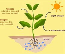 Image result for Photosynthesis Diagram AP Bio