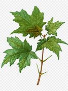 Image result for Maple Tree Branch Vector