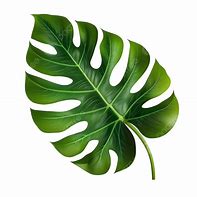 Image result for Leaf Art Year 1