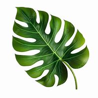 Image result for Leaves Vector Free