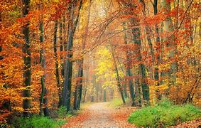 Image result for Fall Leaves Changing