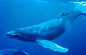 Image result for Sei Whale