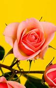 Image result for Peach Rose White Background