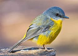 Image result for Eastern Yellow Robin