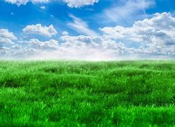 Image result for Blue Sky Greengrass Scene